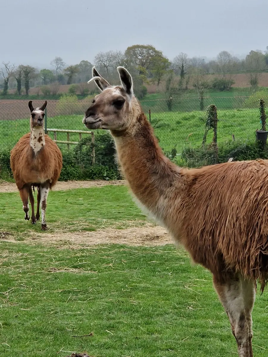 Lama's in hun omheinde wei bij Holidays-Normandy nabij Coutances in La Manche, waar gezinnen die in vakantiehuis Ursula Gîte verblijven onder begeleiding kunnen kennismaken met de dieren
